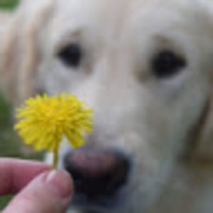 Meet your Posher, Annie